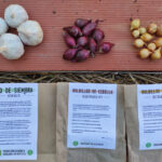 Cómo plantar y cultivar bulbilos de ajo en el tallo