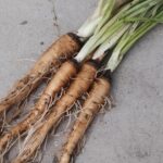 Cómo plantar y cultivar raíz de salsifi en tu jardín