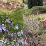 Cómo plantar y cultivar romero rastrero en jardines