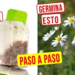 Cómo plantar y germinar semillas de manzanilla en casa