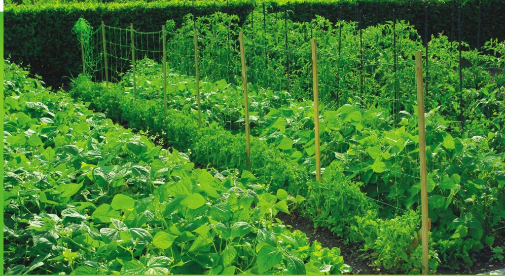 Cómo plantar y hacer crecer guisantes en tu jardín