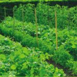 Cómo plantar y hacer crecer guisantes en tu jardín