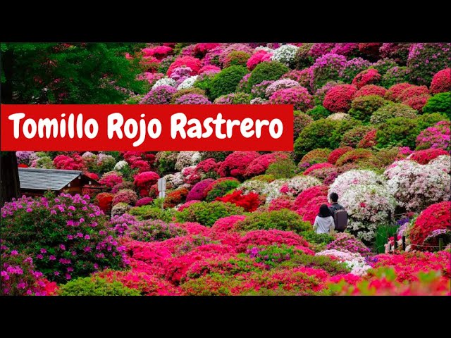 Cómo plantar y mantener tomillo rastrero en tu jardín