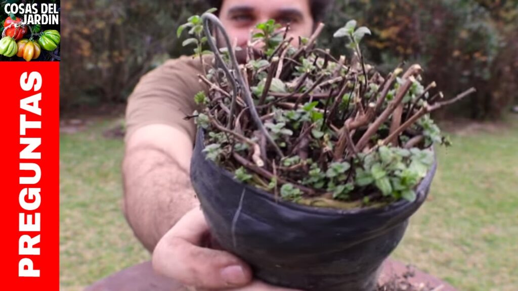 Cómo podar Agastache (hierba buena anisada) correctamente