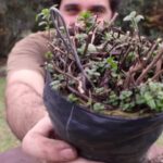 Cómo podar Agastache (hierba buena anisada) correctamente