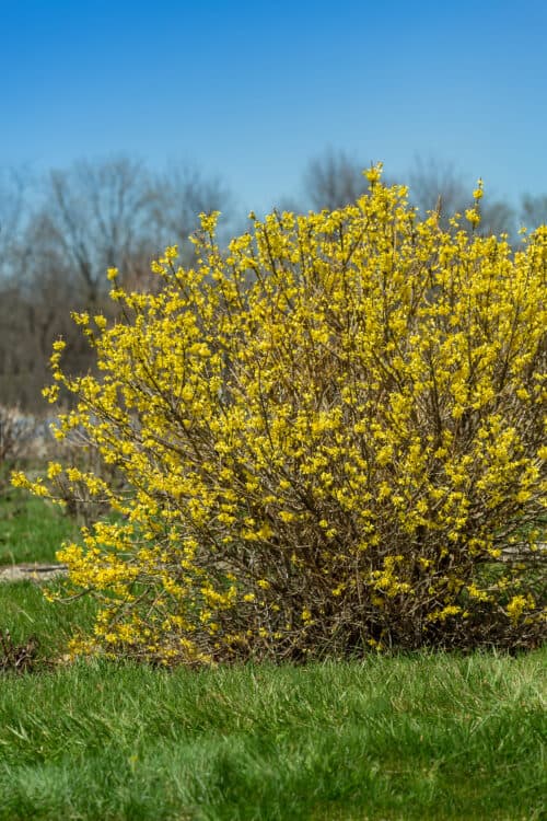 Cómo podar arbustos de forsythia en otoño de forma adecuada