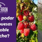 Cómo podar arbustos de frambuesas durante el verano