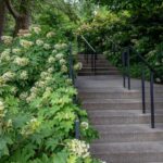 Cómo podar arbustos de hortensias de hoja de roble