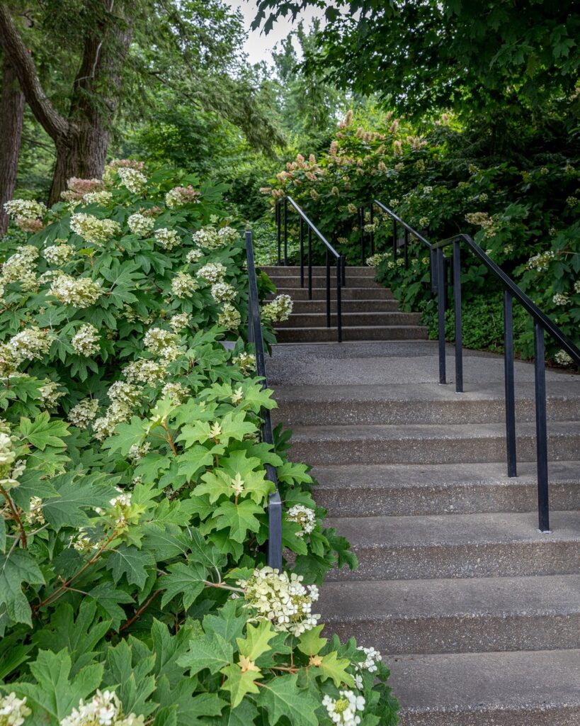 Cómo podar arbustos de hortensias de hoja de roble