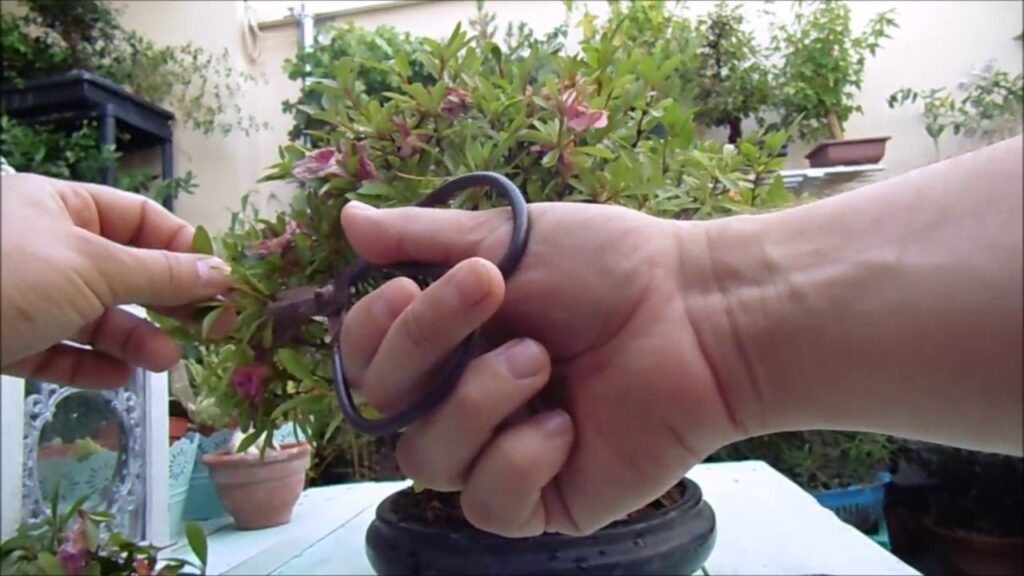 Cómo podar azaleas correctamente