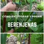 Cómo podar berenjenas para plantas sanas y cosechas abundantes