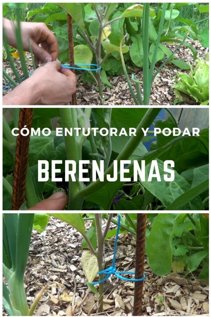 Cómo podar berenjenas para plantas sanas y cosechas abundantes