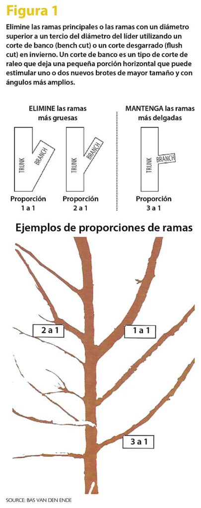 Cómo podar capuchinas altas y débiles de forma adecuada