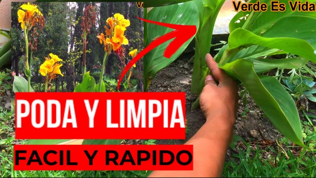 Cómo podar correctamente las plantas de Canna Lily
