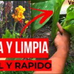 Cómo podar correctamente las plantas de Canna Lily