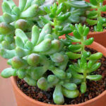 Cómo podar correctamente las plantas de Sedum