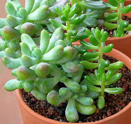 Cómo podar correctamente las plantas de Sedum