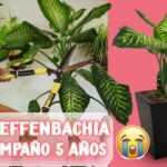 Cómo podar Dieffenbachia de forma correcta