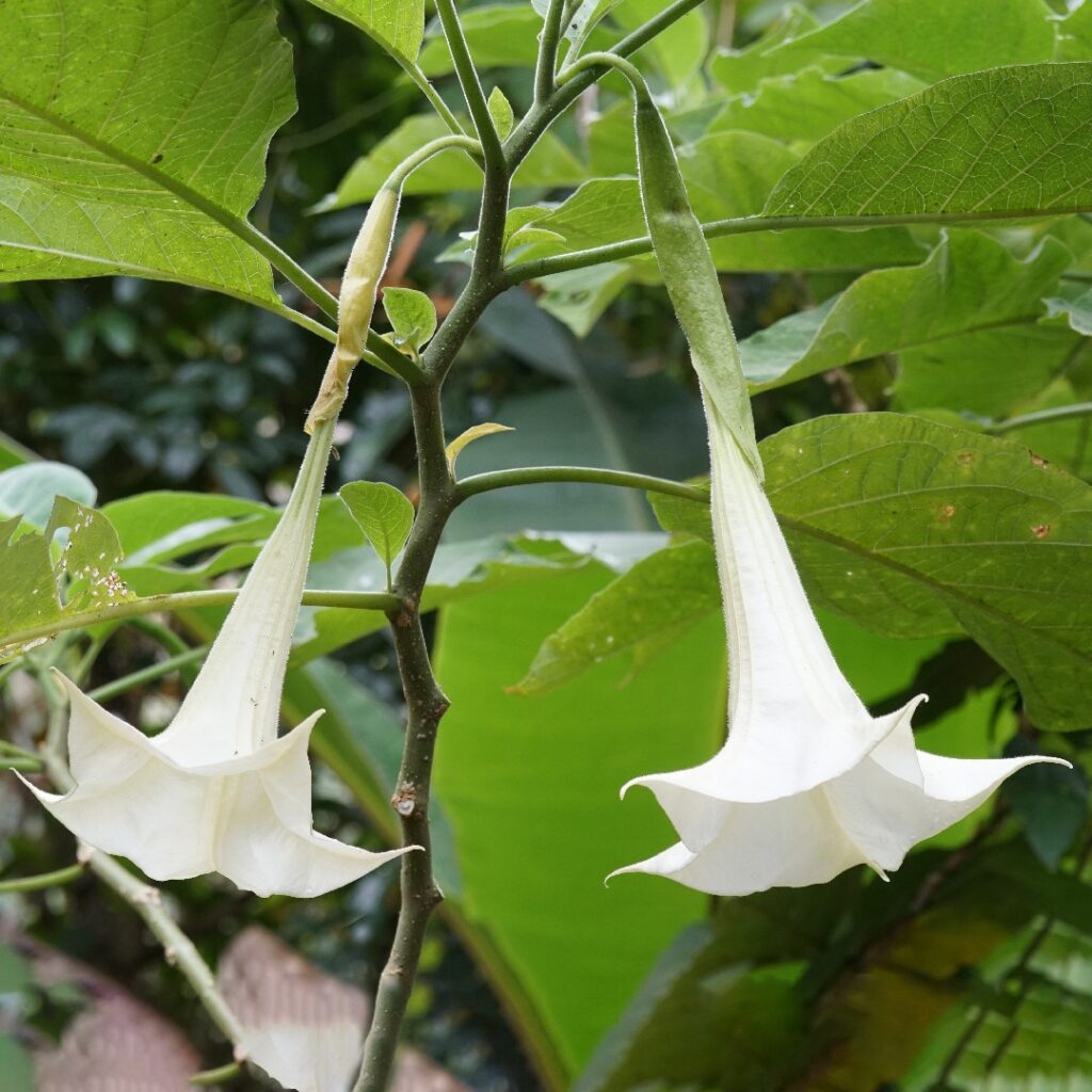 Cómo podar los árboles Brugmansia en el jardín