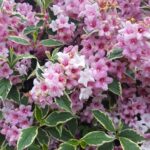 Cómo podar los arbustos de Weigela de manera efectiva