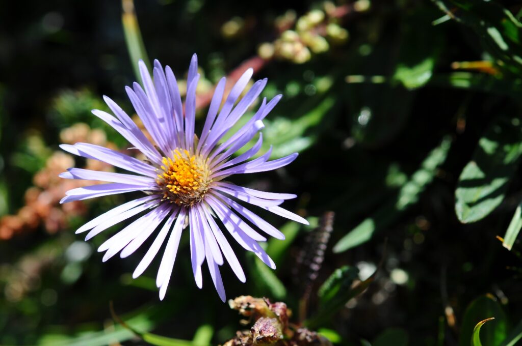 Cómo podar los asters antes del invierno de forma correcta