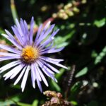 Cómo podar los asters antes del invierno de forma correcta