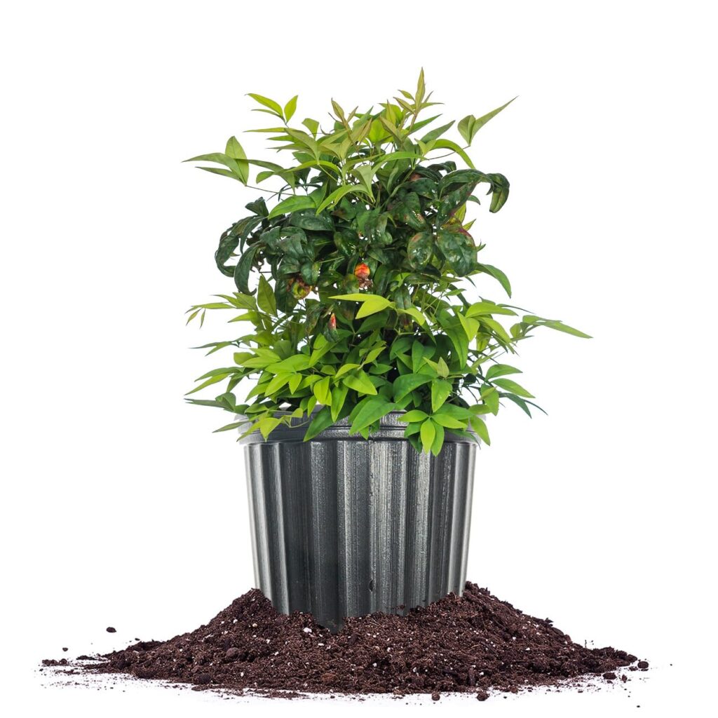 Cómo podar Nandina Plant y arbustos de Bambú Celestial