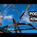 Cómo podar plantas de kiwi para aumentar producción