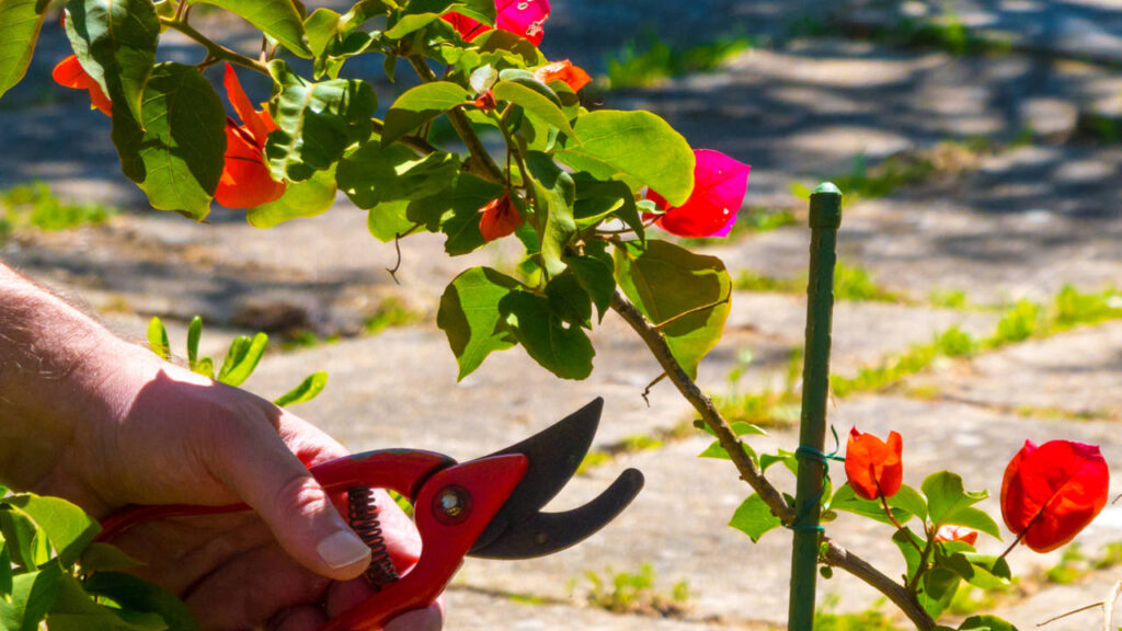 Cómo podar plantas trepadoras de interior con tallos largos