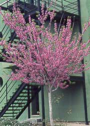 Cómo podar un Árbol de Judas de manera adecuada