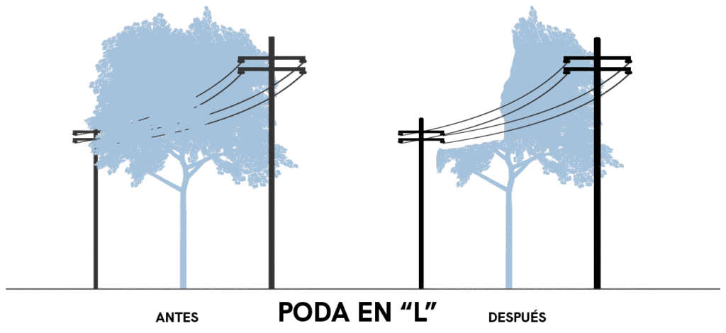 Cómo podar un árbol Vitex de manera correcta y eficaz