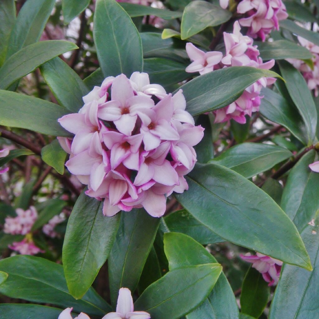 Cómo podar un Daphne en invierno de forma correcta