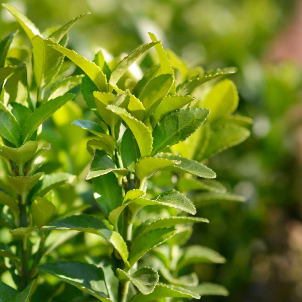 Cómo podar un Euonymus Japonicus de manera correcta