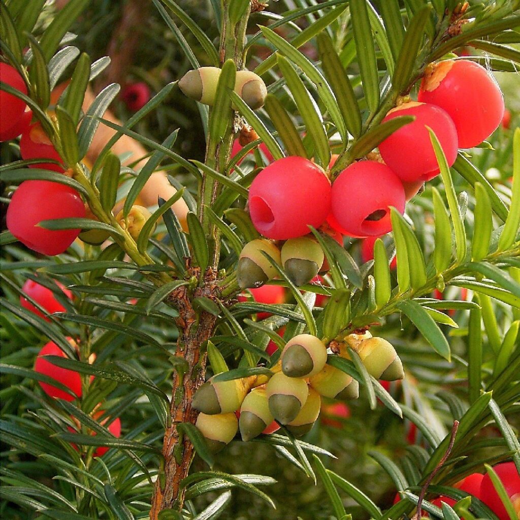Cómo podar un tejo sin poner en peligro su salud