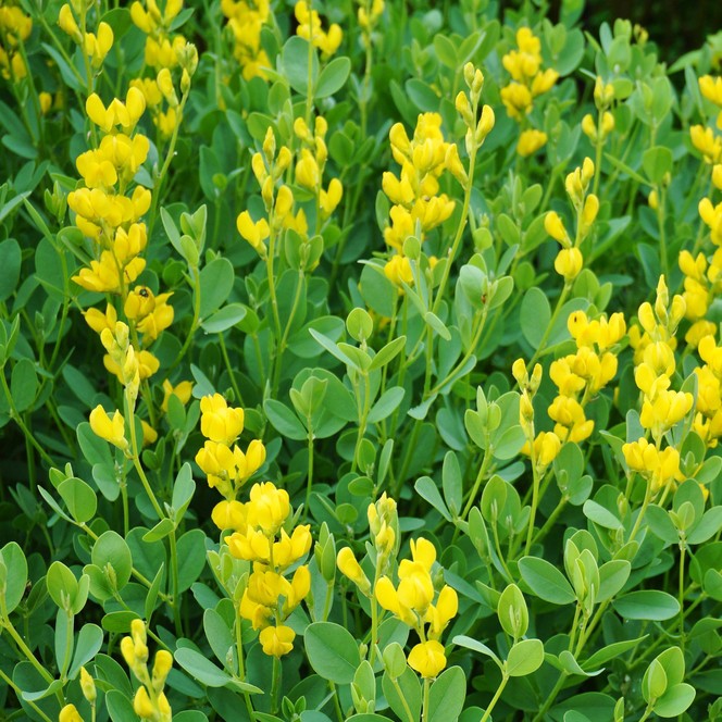 Cómo podar una Baptisia para mantenerla saludable y con flores
