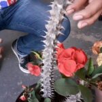 Cómo podar una corona de espinas de forma adecuada