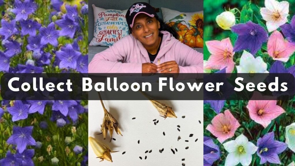 Cómo podar una planta de Balloon Flower correctamente