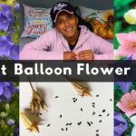 Cómo podar una planta de Balloon Flower correctamente