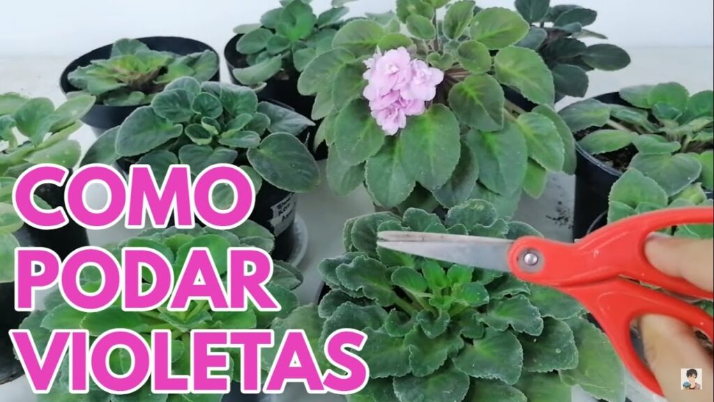 Cómo podar violetas africanas de manera adecuada