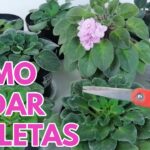 Cómo podar violetas africanas de manera adecuada