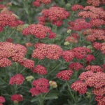 Cómo podar y preparar la planta de Yarrow para el invierno