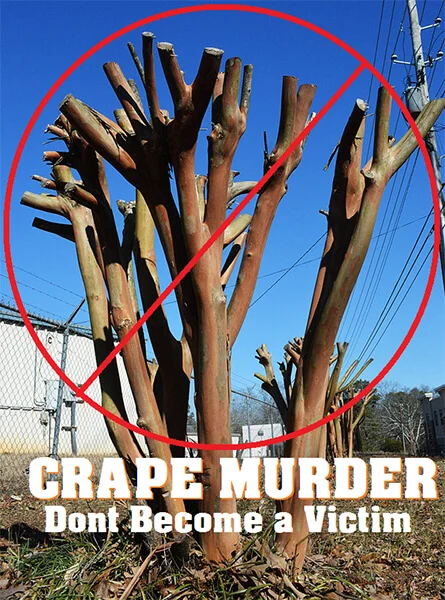 Cómo podar y tratar nudos en árboles de crepé de forma segura