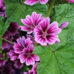 Cómo podemos controlar la Malva Común en entornos paisajísticos
