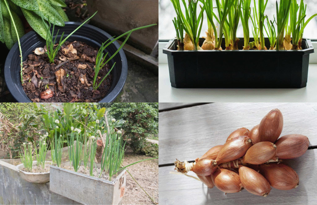 Cómo preparar adecuadamente las flores de chalote para su consumo