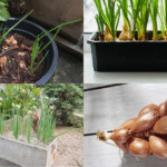 Cómo preparar adecuadamente las flores de chalote para su consumo