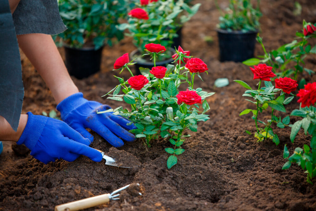 Cómo preparar el suelo para un jardín de rosas