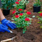 Cómo preparar el suelo para un jardín de rosas