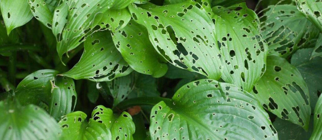 Cómo prevenir agujeros en las hojas de las plantas de hosta