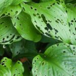 Cómo prevenir agujeros en las hojas de las plantas de hosta