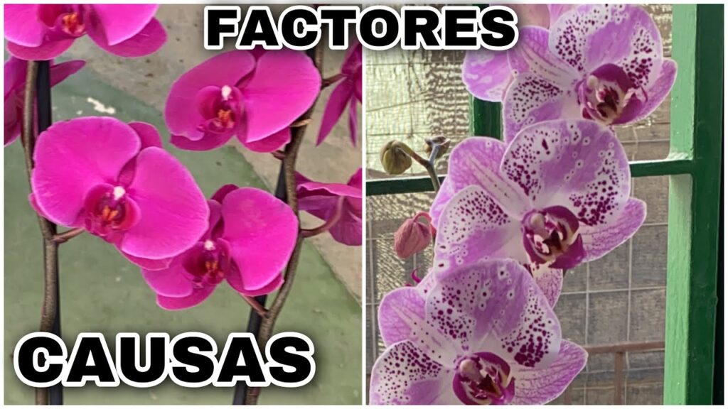 Cómo prevenir caída de brotes y explosión de capullos en orquídeas